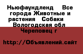 Ньюфаундленд  - Все города Животные и растения » Собаки   . Вологодская обл.,Череповец г.